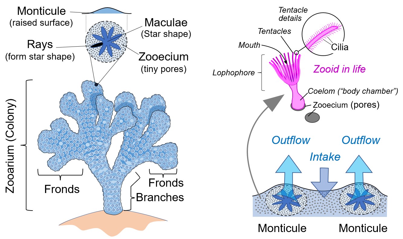 Parts of a Constellaria and simplified detail of the living bryozoan.